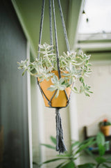 Flourish Plant Hanger